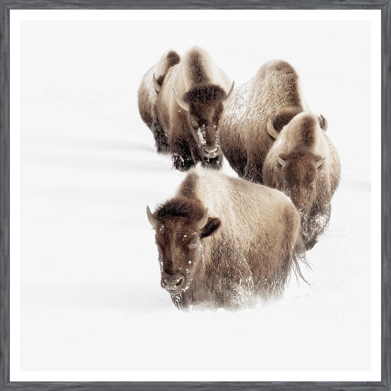 Buffalo Trail — nature and landscape fine art print shown from another angle