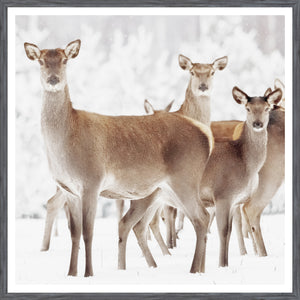Doe Deer — nature and landscape fine art print shown from another angle