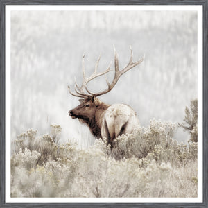 Rocky Mountain Elk — nature and landscape fine art print shown from another angle