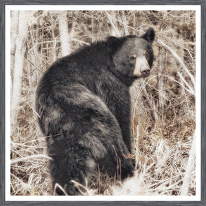 Black Bear — nature and landscape fine art print shown from another angle
