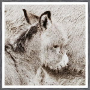 Donkey Foal — nature and landscape fine art print shown from another angle