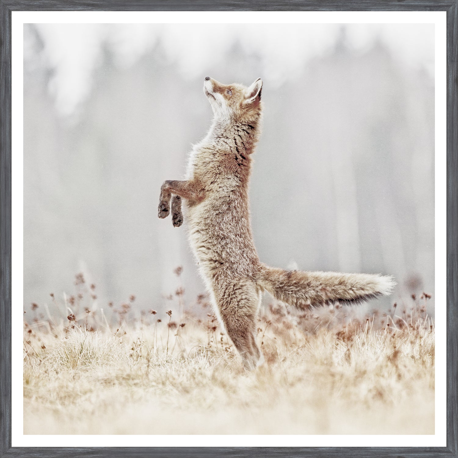 Snowy Owl & Fox on Alert Wildlife Pair Bundle