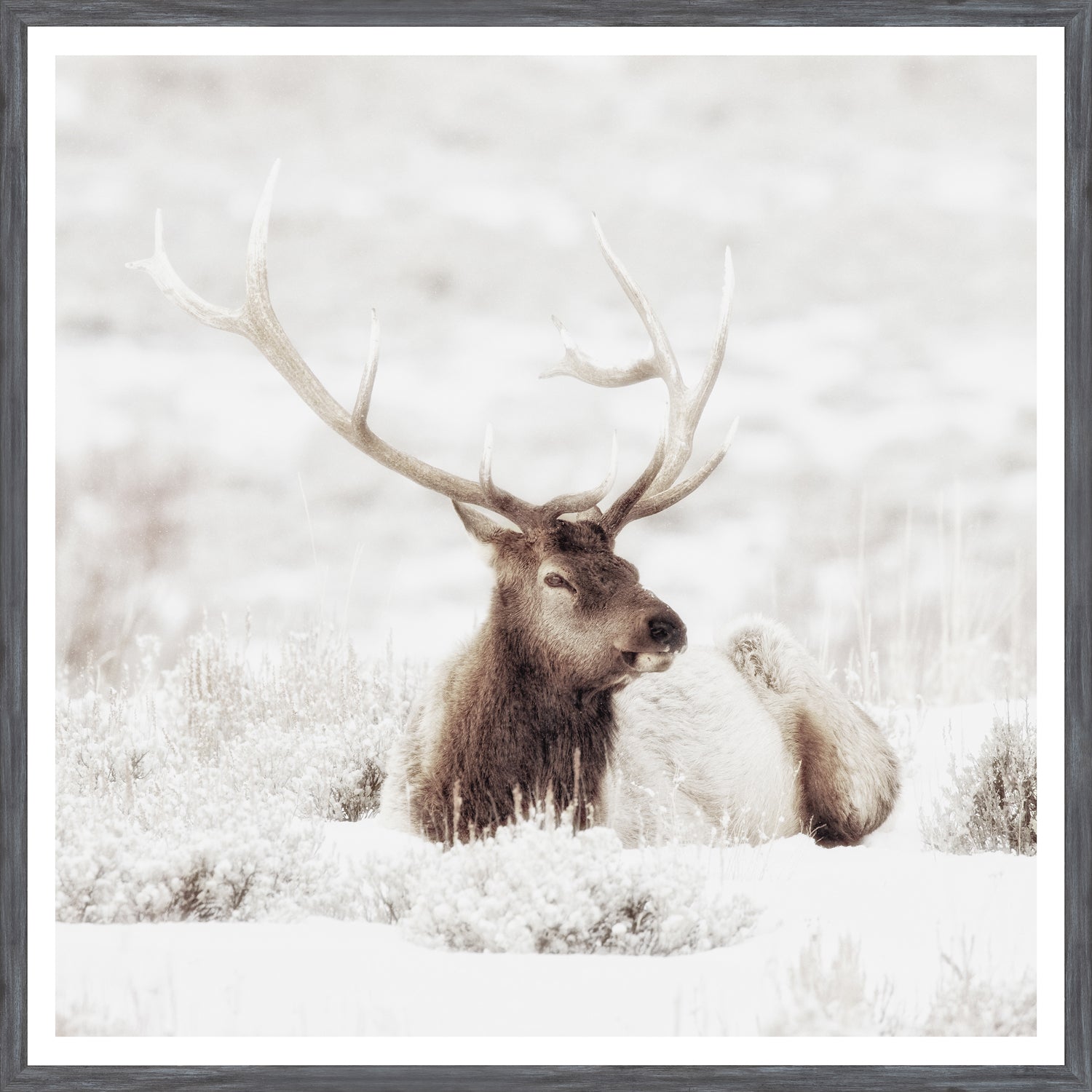 Bull Elk In Winter — nature and landscape fine art print shown from another angle