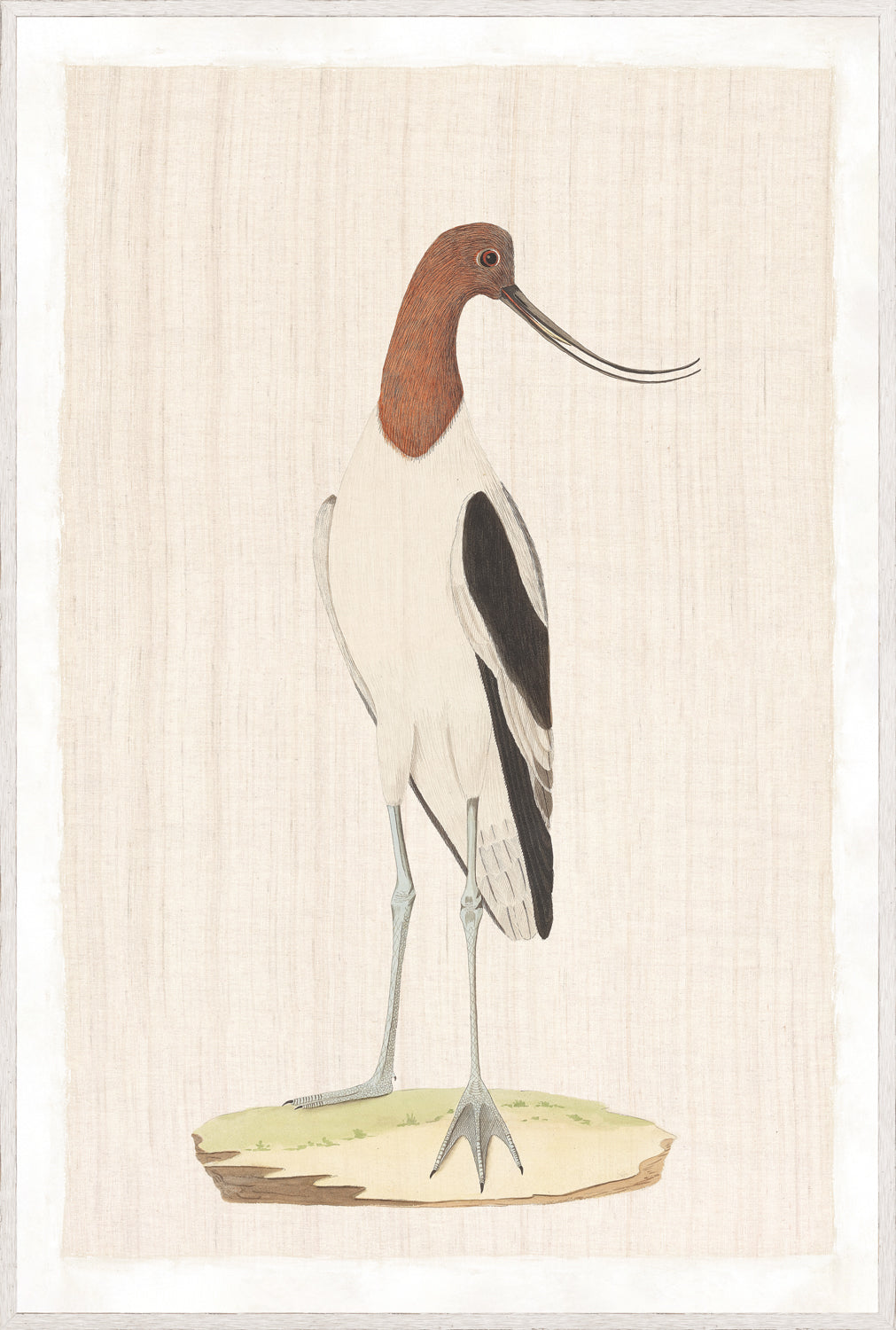 Watercolour Birds – American Avoset C. 1790 wall art featuring a detailed bird illustration.