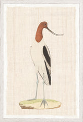 17,25 × 25,25 pouces