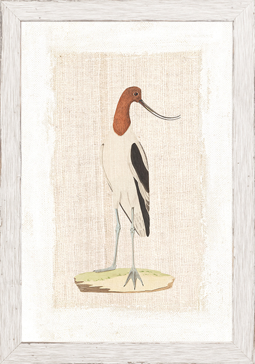 Watercolour Birds American Avoset C 1790 framed art print