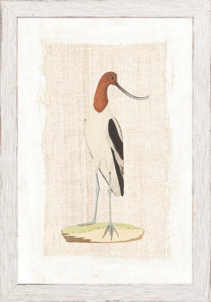 Watercolour Birds American Avoset C 1790 framed art print
