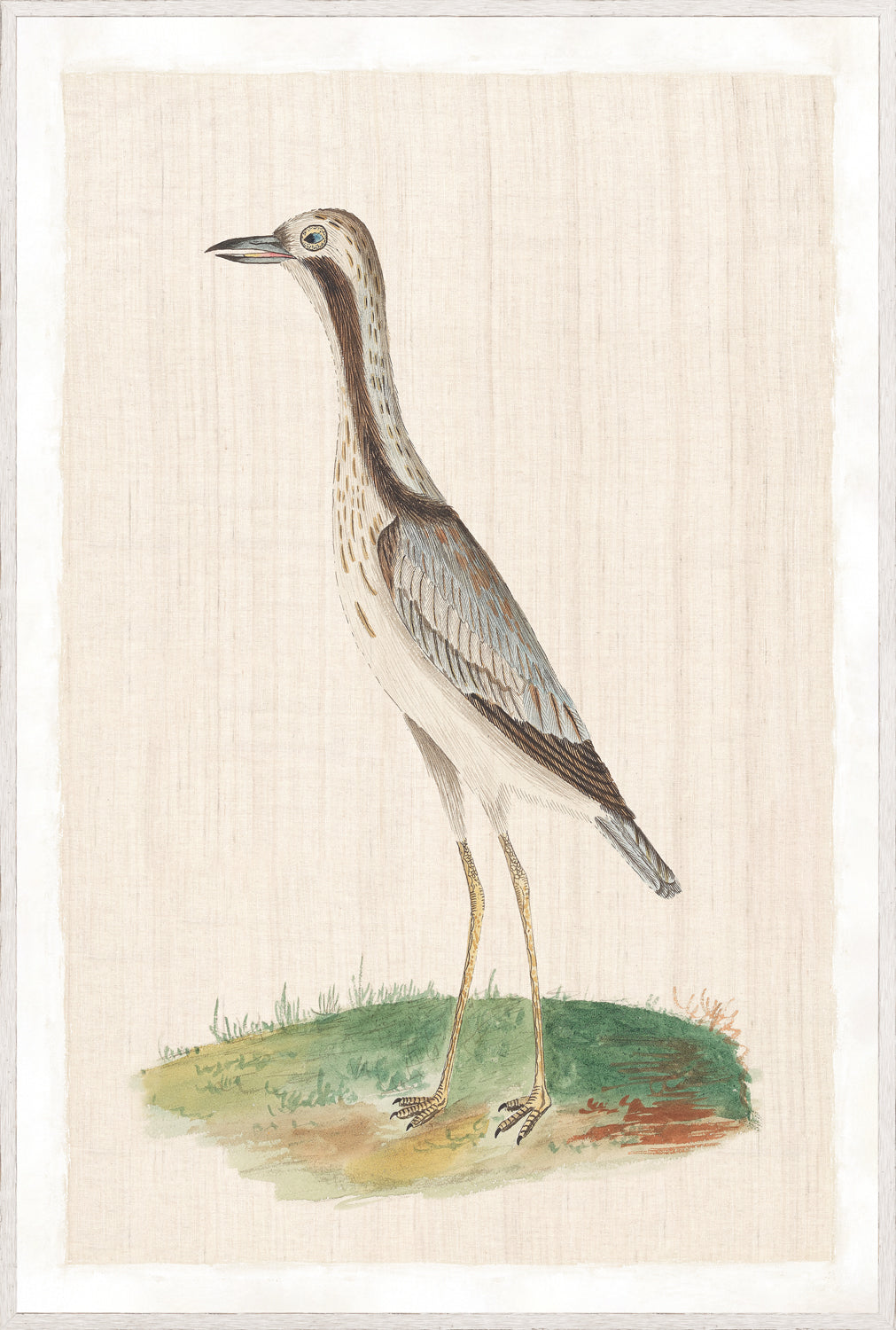 Watercolour Birds – Bridled Plover C. 1790, detailed illustration of a plover on a light background.