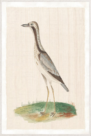 Watercolour Birds – Bridled Plover C. 1790, detailed illustration of a plover on a light background.