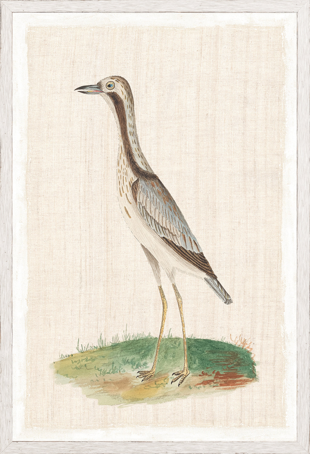 Watercolour Birds Bridled Plover C 1790 framed art print