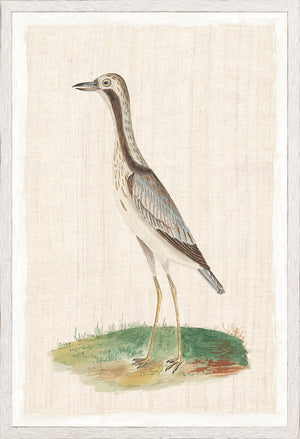 Watercolour Birds Bridled Plover C 1790 framed art print