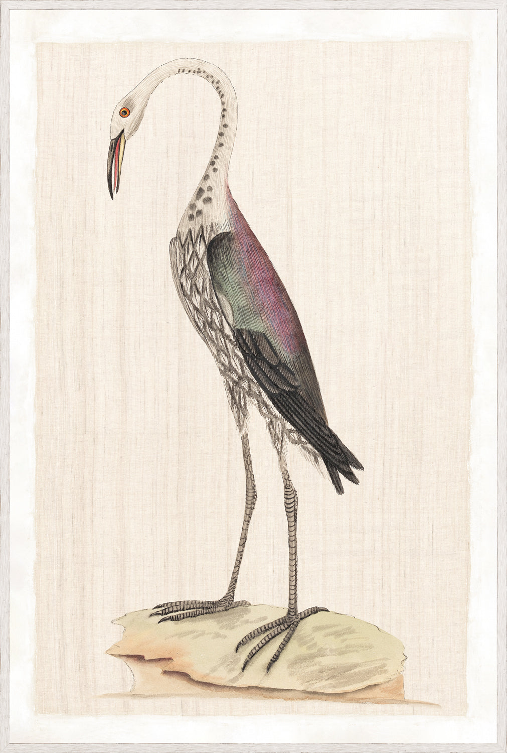 Watercolour Birds – Dark Rail C. 1790 wall art featuring a detailed bird illustration with vibrant colors.