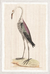 17,25 × 25,25 pouces