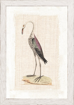 Watercolour Birds Dark Rail C 1790 framed art print