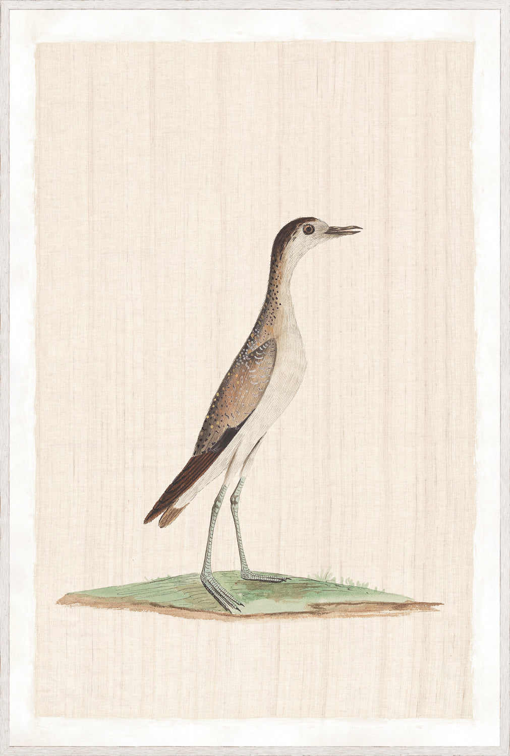 Watercolour Birds – Grisled Plover C. 1790, detailed bird illustration on a textured beige background.