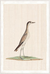 37,25 × 55,25 po