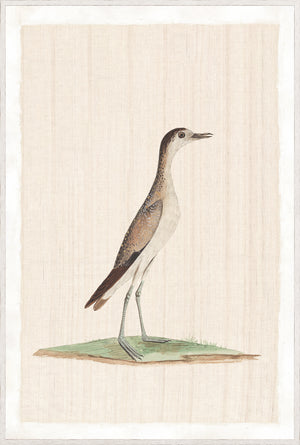 Watercolour Birds – Grisled Plover C. 1790, detailed bird illustration on a textured beige background.