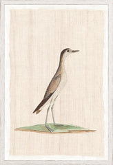 17,25 × 25,25 pouces
