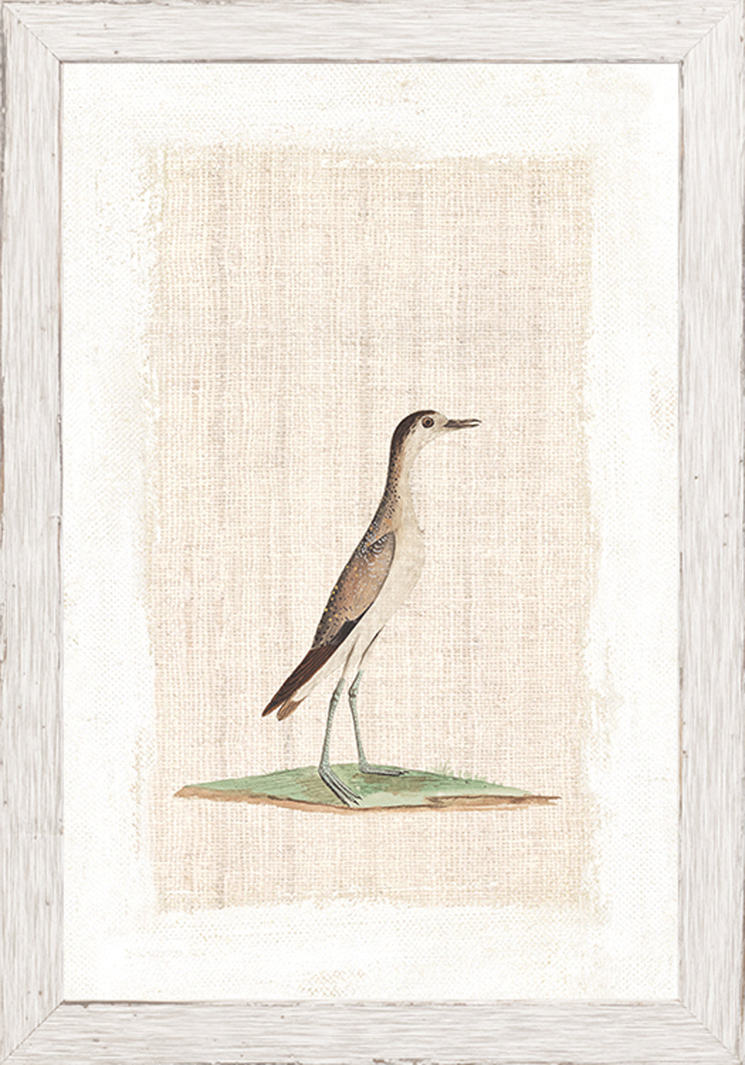 Watercolour Birds Grisled Plover C 1790 framed art print