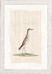 7 × 10 po