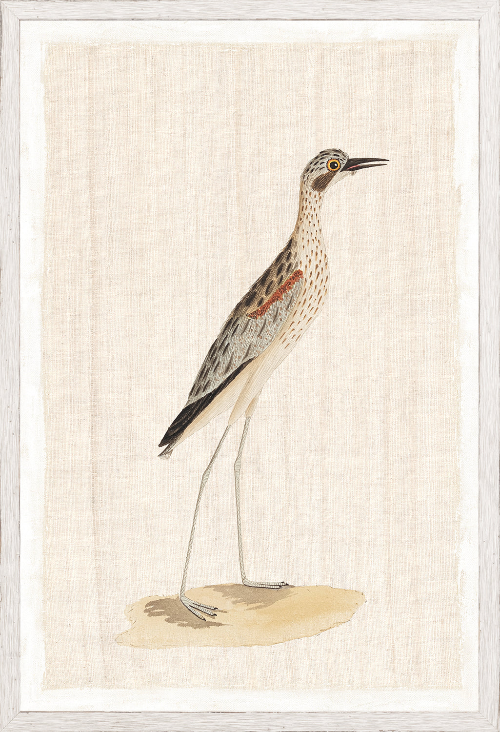 Watercolour Birds High Legged Plover C 1790 framed art print
