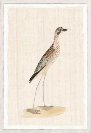 Watercolour Birds High Legged Plover C 1790 framed art print