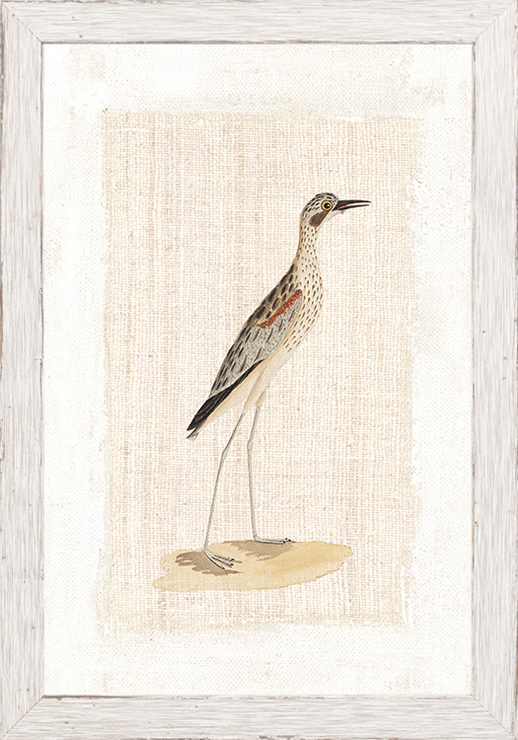 Watercolour Birds – High Legged Plover C. 1790 wall art featuring a plover on a textured background