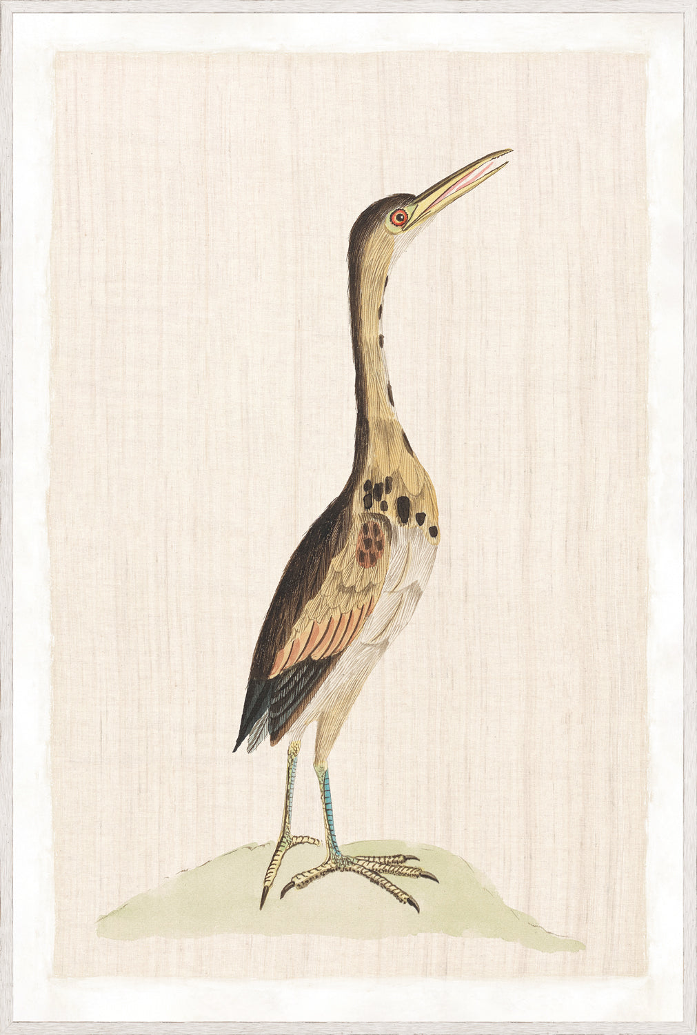 Watercolour Birds – Little Bittern C. 1790, detailed illustration of a bird with brown and cream feathers.