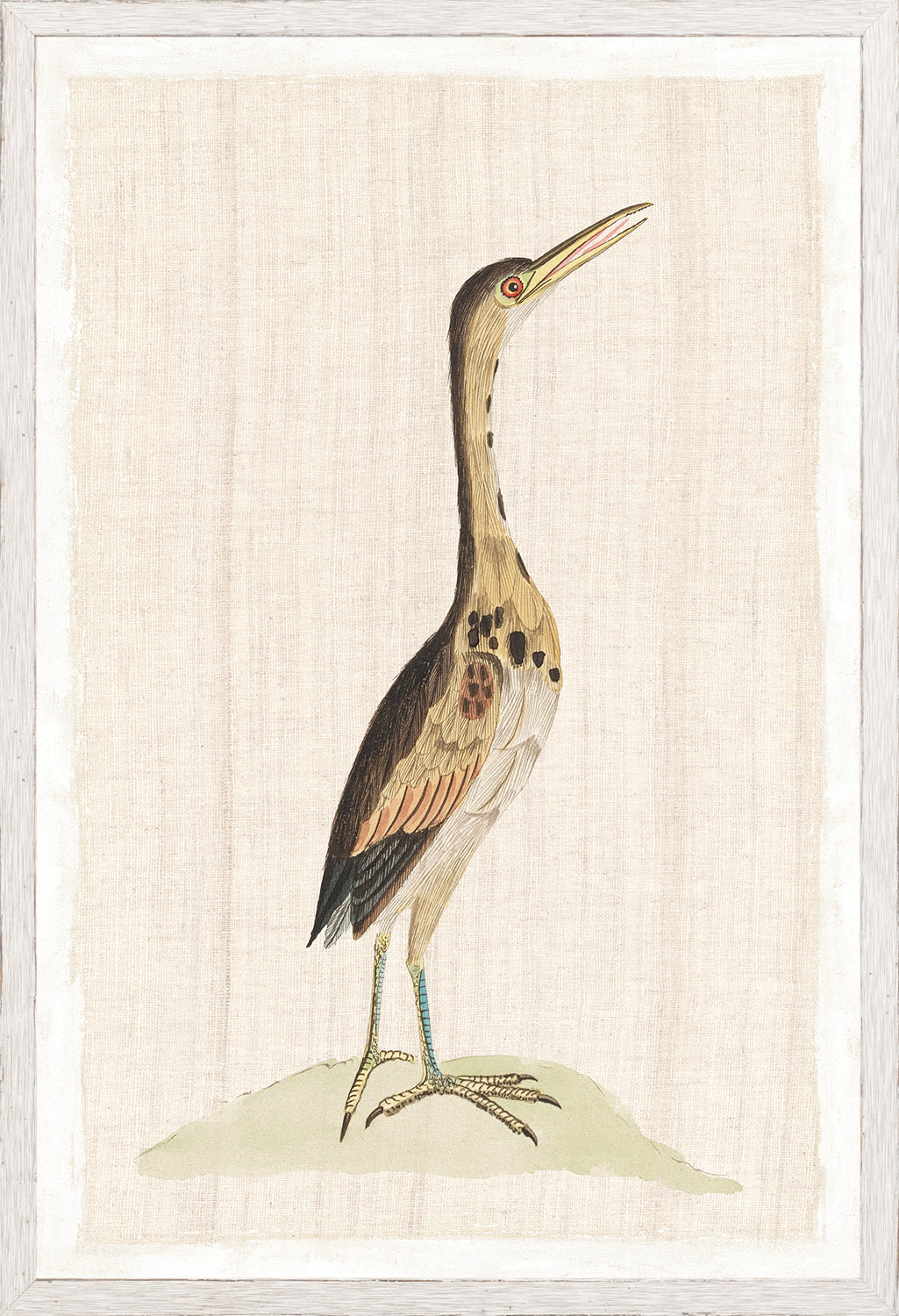 Watercolour Birds Little Bittern C 1790 framed art print