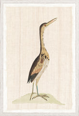 17,25 × 25,25 pouces
