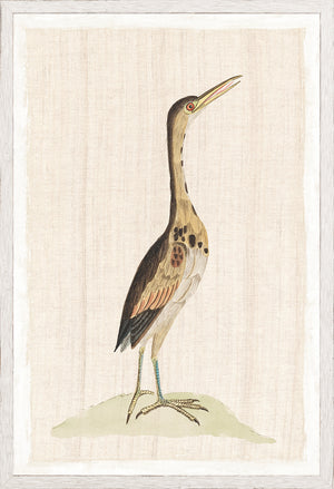 Watercolour Birds Little Bittern C 1790 framed art print