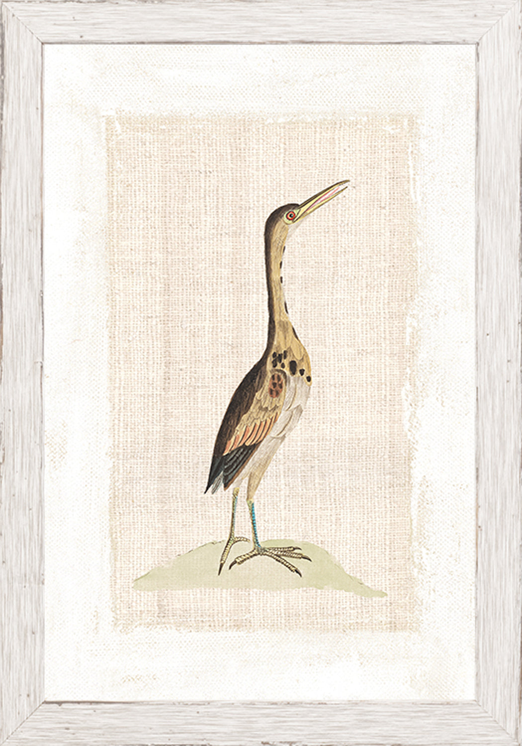 Watercolour Birds Little Bittern C 1790 framed art print