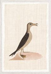 17,25 × 25,25 pouces