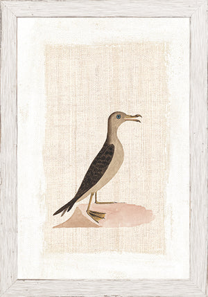 Watercolour Birds – Mutton Bird C. 1790 wall art featuring a bird illustration on textured background
