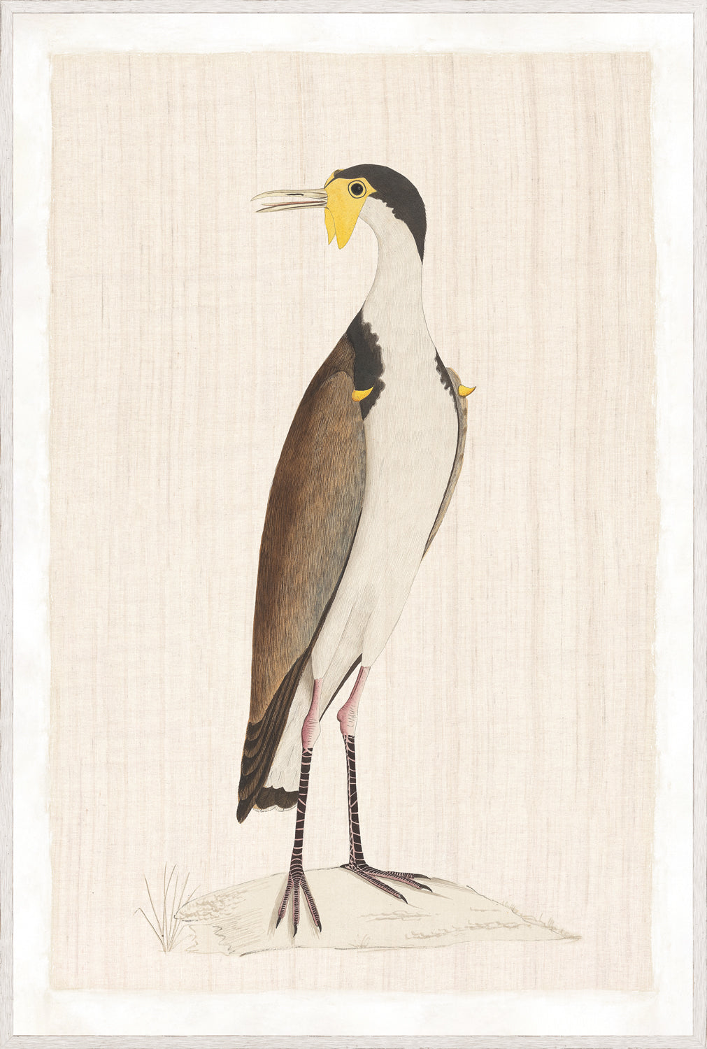 Watercolour Birds – New Holland Cerlew C. 1790, detailed bird illustration with brown and white feathers