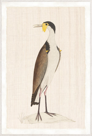 Watercolour Birds – New Holland Cerlew C. 1790, detailed bird illustration with brown and white feathers