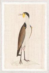 17,25 × 25,25 pouces