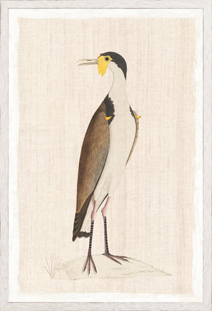 Watercolour Birds New Holland Cerlew C 1790 framed art print
