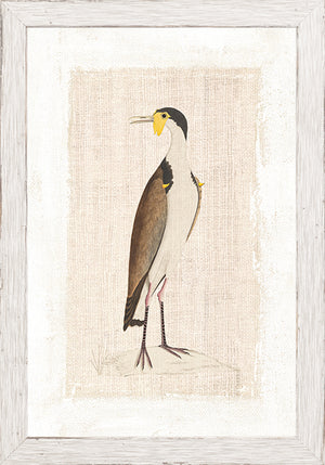 Watercolour Birds New Holland Cerlew C 1790 framed art print