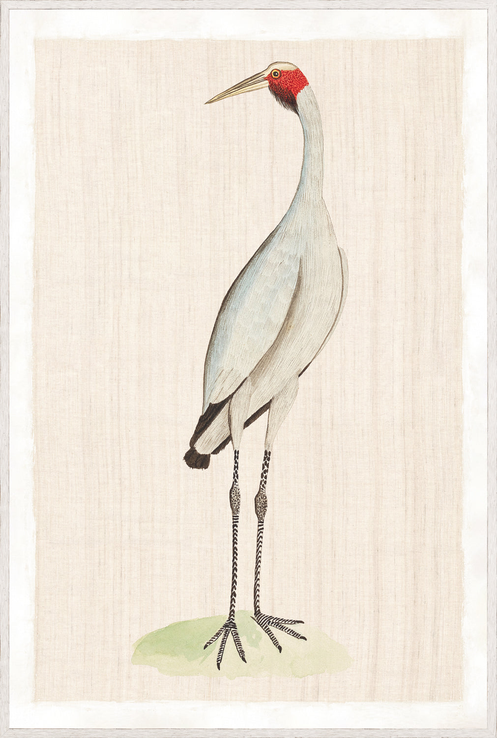 Watercolour Birds – New Holland Crane C. 1790, featuring a crane with a red crown and grey body.