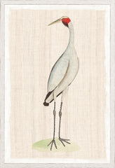 17,25 × 25,25 pouces
