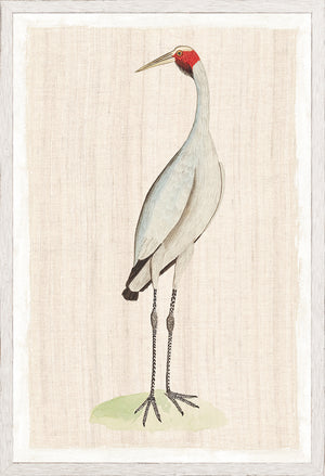 Watercolour Birds New Holland Crane C 1790 framed art print