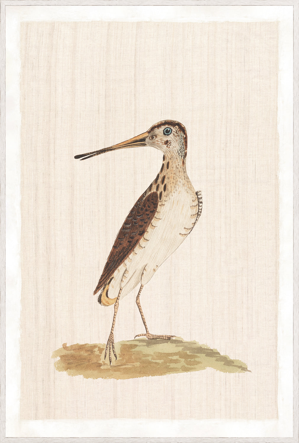 Watercolour Birds – New Holland Snipe C. 1790, detailed illustration of a snipe on a textured background.