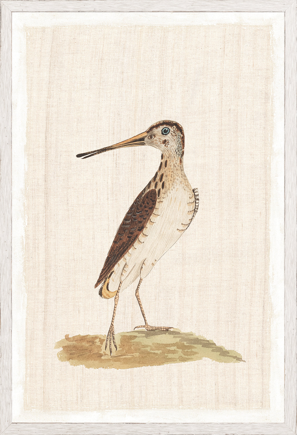 Watercolour Birds New Holland Snipe C 1790 framed art print