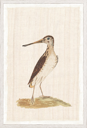 Watercolour Birds New Holland Snipe C 1790 framed art print