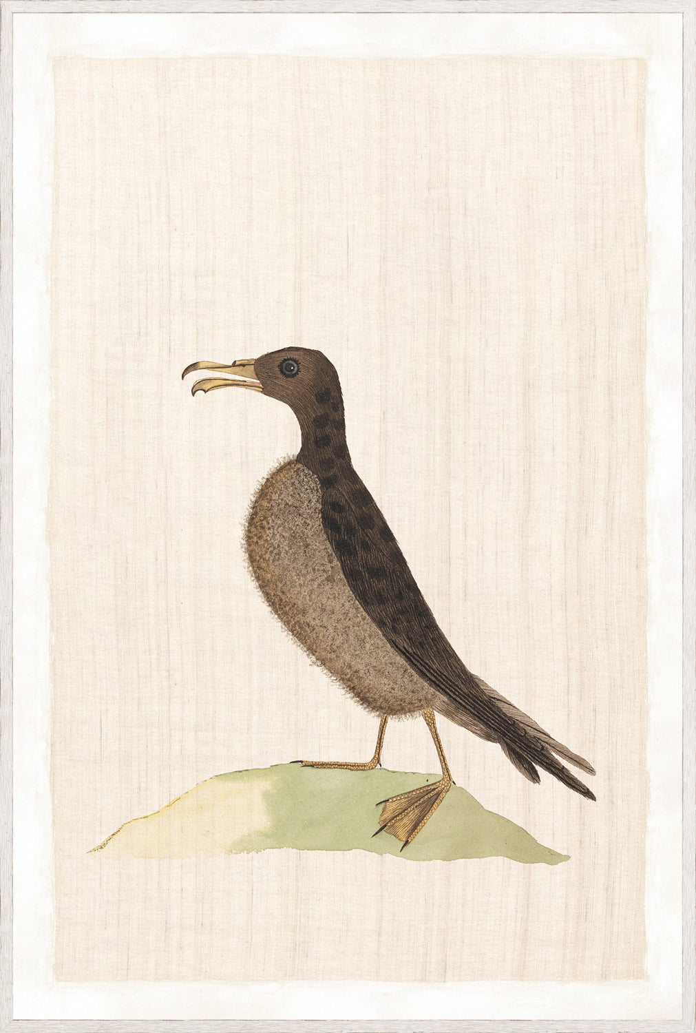 Watercolour Birds – Norfolk Island Petrel C. 1790, detailed illustration of a bird on a light background.