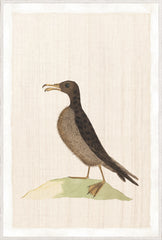 37,25 × 55,25 po