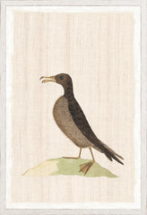 17,25 × 25,25 pouces