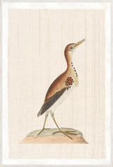 37,25 × 55,25 po
