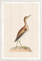 17,25 × 25,25 pouces